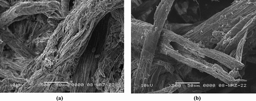 Figure 3. Biological damage of wool fibers at the end of second vegetation season; a/damaged fibers lacking outer cuticle layer; b/cavities in damaged fibers.