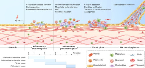 Figure 9. Graphical description of the progression of PAAs. PAA formation mainly consists of the inflammatory exudative phase, the inflammatory proliferative phase, the fibrotic phase and the PAA maturity phase, with overlap between the first three phases. The inflammatory exudative phase lasts 3 days from the beginning of the surgery and is dominated by early activation of the coagulation cascade, massive release of inflammatory factors and fibrin deposition. The inflammatory proliferative phase is mainly present on PODs 1-5 and is characterized by inflammatory cell aggregation, fibroblast migration, and the MMT. The fibrotic phase lasts from POD 3 to POD 7 and consists mainly of fibroblast growth into the deposited collagen, angiogenesis and the transition from acute to chronic inflammation, culminating in the formation of stable adhesions.