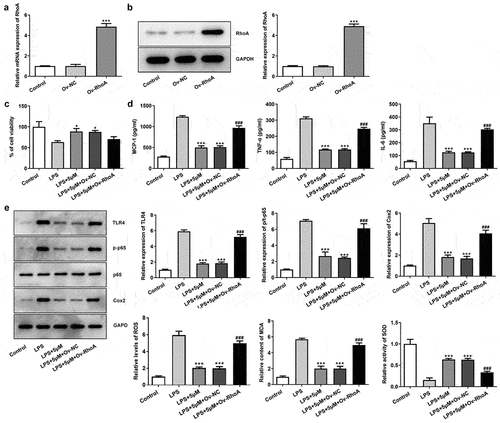 Figure 3. Carvedilol reduces the cell viability, inflammation and oxidative stress of LPS-induced BEAS2B cells by inhibiting RhoA/ROCK activities. (a-b) The expression of RhoA after the plasmid overexpressing RhoA was constructed. ***P < 0.001 Versus Ov-NC. (c) The cell viability of LPS-induced BEAS2B cells transfected with Ov-RhoA. (d) The expression of inflammatory cytokines in LPS-induced BEAS2B cells transfected with Ov-RhoA, detected by ELISA. (e) The expression of inflammation-related markers in LPS-induced BEAS2B cells transfected with Ov-RhoA, detected by Western blot. (f) The levels of ROS, MDA, and SOD in LPS-induced BEAS2B cells transfected with Ov-RhoA *P < 0.05, ***P < 0.001 Versus LPS. ###P < 0.001 Versus LPS+5 µM+Ov-NC.