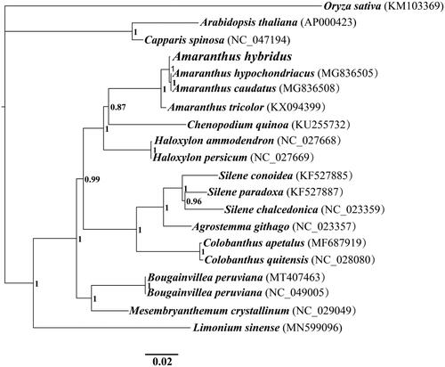 Figure 1. Bayesian phylogenetic analysis of 20 species based on the combined protein-coding genes of chloroplast genome. Accession numbers of chloroplast sequences used in the phylogenetic analysis are listed in brackets after species. Support values are Bayesian posterior probabilities (BPP).