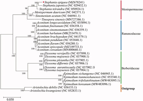 Figure 1. Phylogenetic tree reconstructed using the maximum-likelihood (ML) optimality criterion based on 26 chloroplast genome sequences with 1,000 bootstrap replicates.