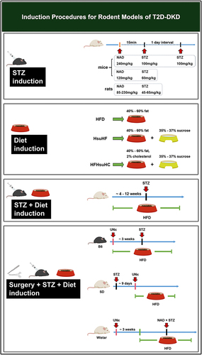 Figure 2 Induction procedures for rodent models of T2D-DKD.