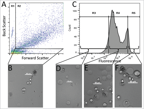Figure 3. FACS sorting of GMD populations. (A) FACS dot plot showing forward scatter (FSC) and back scatter (BSC) signals of GMD samples. The left and bottom populations in gate R1 were a mixture of free A431 cells, GMD debris, and free P. pastoris cells. The right top population in rectangular gate R2 was intact GMDs that were either empty or contained A431 cells, P. pastoris cells, or both. Subsequent FACS sorts were gated on the R2 GMD population. (B) Micrograph image of representative GMDs before sorting. (C) PE signal of the GMDs from gate R2. Three fluorescence gates were used to sort GMDs based on PE signal intensity: the lowest 10% (R3), the central 80% (R4), and the highest 10% (R5). (D) Image of representative GMDs from the R3 sort gate. Most GMDs were empty or contained yeast cells only. (E) Image of representative GMDs from the R4 sort gate. Samples contained a large proportion of GMDs with only A431 cells. (F) Image of representative GMDs from the R5 sort gate. Samples contained a large proportion of GMD with both yeast and A431 cells. Scale bars are 50 µm. Results are representative of three independent experiments.