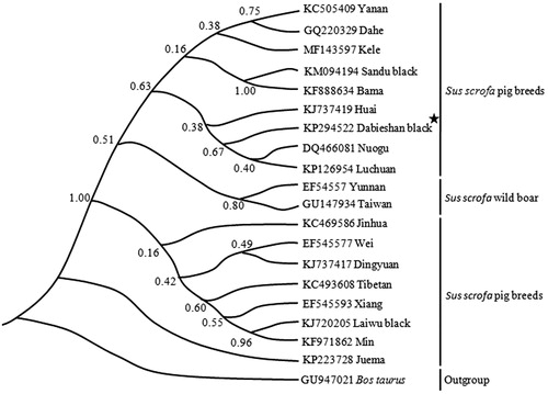Figure 1. Phylogenetic tree based on twenty mitochondrial genomes by Bayesian inference analysis. Nodal support values are posterior probability values from Bayesian inference analysis.