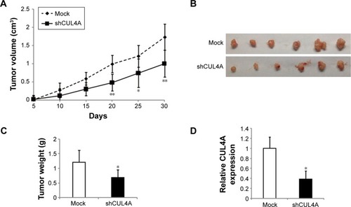 Figure 5 Knockdown of CUL4A suppresses tumor growth in vivo.