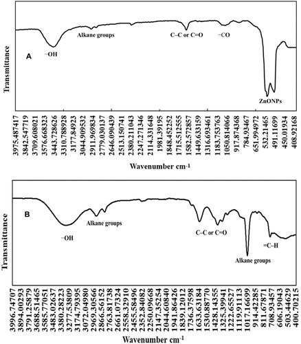 Figure 4 FTIR spectra of (A) the nanoparticles of ZnO; (B) the alcoholic extract of the aerial parts of P. indica.