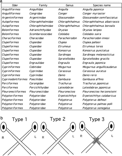 Figure 2.  Taxonomic classification of the fishes used and definitions of the chiasmic patterns identified in this study. (a) List of the species examined in this report. Optic chiasms were investigated in 25 species of 11 orders of freshwater and seawater fishes. (b) A type 1 chiasm is defined as a complete decussation in which the entire left optic nerve runs dorsally to the entire right optic nerve. A type 2 chiasm is that in which the entire right optic nerve runs dorsally to the entire left optic nerve (complementary to type 1 in its laterality). A type 3 chiasm is defined as that in which the optic nerves from both sides cross in a complex manner consisting of intercalated bundles. All the chiasms shown are viewed from the ventral side in Figure 2–8 except for Figure 7.