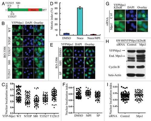 Figure 3 The kinase activity of Mps1 is not required for Mps1 nuclear entry. (A) The relevant phosphorylation sites in the N terminus of Mps1 are shown. (B) Subcellular localization YFP-tagged Mps1 and Mps1 mutants in SW480 cells were imaged after RO-3306 treatment for 19 h. Shown were representative images for each mutant. At least 50–70 cells were inspected. (C) A scatter plot of the distribution of results obtained in (B). The average distribution for each sample is shown as a horizontal bar. Using SNK grouping and the Kruskal-Wallis test, the difference of nuclear localization index between YFPMps1T33S37AA and NTOP is not identified as significant (p > 0.05), while the difference between S80 and NTOP is significant (p < 0.0001). There is no statistical difference between WT and T12S15 (p > 0.05). (D) MPI-0479605(MPI), a specific inhibitor of Mps1 kinase activity abolishes the spindle assembly checkpoint arrest induced by nocodazole (100 ng/ml). (E) Nuclear accumulation of YFP-Mps1 is unaffected by co-treatment with MPI-0479605 (10 µM or SP600125 (10 µM) and RO-3306 for 12 h after released from double thymidine treatment. (F) A scatter plot of the distribution of YFP-Mps1 treated with control, MPI-0479605 or SP600125. About 50–70 cells for each treatment were counted and quantified. (G) Subcellular localization of YFP-Mps1KD upon treatment with RO-3306 in the presence or absence of the endogenous Mps1. SW480 cells stably expressing YFP-Mps1KDsiR were transfected with either control or Mps1 siRNA. (H) Depletion of the endogenous Mps1 is verified by immunoblotting with an anti-Mps1 antibody (Millipore). β-actin was blotted as loading control. Cyclin B expression is indicative of G2/M arrest. (I) Quantitation plot of subcellular localization of YFP-Mps1KDsiR treated with control or Mps1 siRNA. There is no significant statistical difference among DMSO, SP and MPI compound groups or between control and Mps1 siRNA groups (p > 0.05) in (F and I).