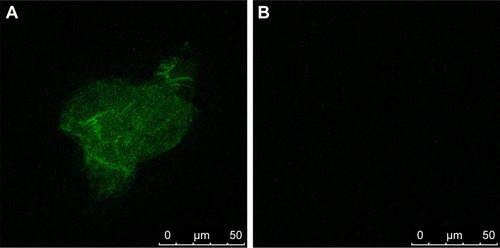 Figure 3 Determination of C225 absorbed on the surface of Fe3O4@Au-C225 MNPs.Notes: (A) The green fluorescence was seen in the Fe3O4@Au-C225 MNPs; (B) No fluorescence could be detected in Fe3O4@Au MNPs.Abbreviations: C225, cetuximab; MNPs, magnetic nanoparticles.