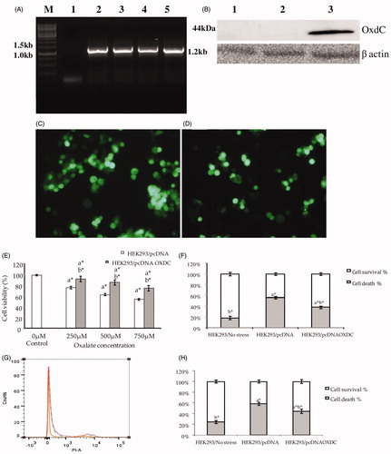 Figure 1. (A) Expression of oxdC gene in HEK 293 cells, confirmed by Semi-quantitative PCR. Lane M, 1 kb ladder; lane 1, Empty vector; lanes 2, 3, 4, 5, 1.2 kb amplified product of oxdC. (B) The results of protein immunoblot analysis. Lane 1, HEK293 cells, lane 2, HEK293/pcDNA cells, lane 3, HEK293/pcDNAOXDC expressed protein corresponding to size 44 kDa detected in the stably transfected cells. (C) HEK293 cells were transfected with pEGFP-N1 (empty vector) and (D) pOXDC-EGFP. At 48 h, pEGFP-N1 (empty vector) and pOXDC-EGFP transfected cells exhibited bright green fluorescence and fusion proteins (OXDC-EGFP) were located in the cytoplasm. (E) Cell viability of HEK293/pcDNA and HEK293/pcDNAOXDC cells exposed to oxalate (750 μM for 18 h) was determined by MTT assay. (F) Trypan Blue Exclusion assay for determination of cytotoxicity effect of oxalate stress. (G) Live and dead cell population of HEK293/pcDNAOXDC following exposure to oxalate stress by flow cytometry analysis. (H) Bar diagram shows the % of live and dead cells following oxalate treatment. Each experiment was repeated a minimum of three independent times. Continuous line – HEK293/pcDNA (No stress); Dotted line – HEK293/pcDNA (Oxalate stress); Dashed line – HEK293/pcDNAOXDC (Oxalate stress). a* – significant difference from HEK293/pcDNA cells without oxalate stress. b* – significant difference from HEK293/pcDNA cells with oxalate stress. Values are statistically significant at p < 0.05.