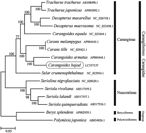 Figure 1. Phylogenetic position of Carangoides bajad based on a comparison with the complete mitochondrial genome sequences of 13 other Carangidae species. The analysis was performed using MEGA 7.0 software. The accession number for each species is indicated after the scientific name.