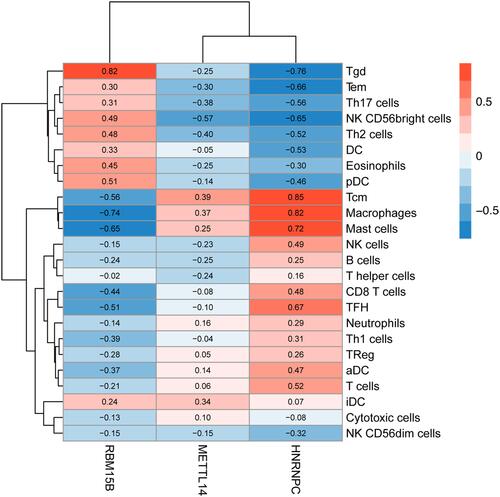 Figure 4 The correlations between METTL14, HNRNPC and RBM15B and immune infiltrates in AAA tissues.