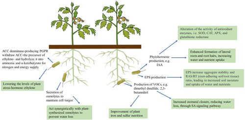 Figure 2. Some PGP characteristics important for the induction of plant drought stress tolerance mechanisms. PGPR attributes and effects on the plant (green boxes) are summarized. ACC:1-aminocyclopropane-1-carboxylate; APX: ascorbate peroxidase, CAT: catalase, EPS: exopolysaccharides, IAA: indole-3-acetic acid, SOD: superoxide dismutase, VOCs: volatile organic compounds.