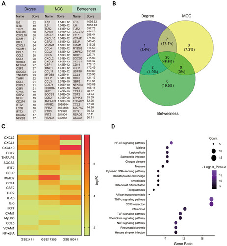 Figure 3 Bioinformatics analysis of DEGs. (A) The top 30 ranked DEGs identified by the ranking methods of Degree, MCC and Betweenness by a plugin of CytoHubba software. (B) Venn diagram of hub genes, including CXCL2, CXCL1, CXCL10, CCL2, TNFAIP3, SOCS3, IFIT2, SELP, RSAD2, CCL4, CSF2, TLR2, IL-1β, IL-6, IRF7, ICAM1, Myd88, CCL5, VCAM1, NF-κB. (C) Heat-map of the 20 hub-genes in the selected datasets. (D) KEGG pathway enrichment of the 20 hub-genes, they were mainly enriched in TNF-α and NF-κB signaling pathway.