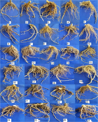 Figure 1. Effect of the treatments on the root galls of eggplant plants 1) SA spray, 2) SA drench, 3) AA spray, 4) AA, drench, 5) Myco., 6) SA (spray)+Myco, 7) SA (drench)+Myco., 8) AA (spray)+Myco., 9) AA (drench)+Myco., 10) AgNPs before transplanting (50 µg), 11) AgNPs before transplanting (100 µg), 12) AgNPs before transplanting (150 µg), 13) AgNPs (150 µg)+SA (spray), 14) AgNPs (50 µg)+SA (drench), 15) AgNPs (100 µg)+SA (drench), 16) AgNPs (150 µg)+SA (drench), 17) AgNPs (150 µg)+AA (spray), 18) AgNPs (50 µg)+AA (drench), 19) AgNPs (100 µg)+AA (drench), 20) AgNPs (150 µg)+AA (drench), 21) AgNPs (50 µg)+Myco., 22) AgNPs (100 µg)+Myco., 23) AgNPs (150 µg)+Myco., 24) AgNPs (50 µg) during transplanting, 25) AgNPs (100 µg) during transplanting, 26) AgNPs (150 µg) during transplanting, 27) Control.