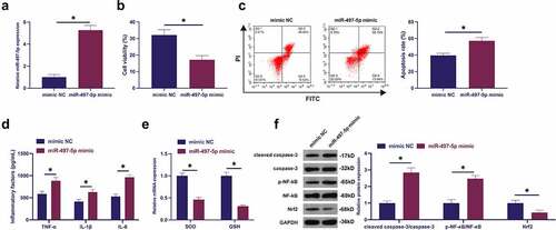 Figure 4. Augmented miR-497-5p facilitates LPS-stimulated apoptosis and inflammation of BEAS-2B cell alveolar epithelial cells. (a): Test of the transfection efficiency of miR-497-5p mimic via RT-qPCR; (b): Examination of the influence of elevated miR-497-5p on BEAS-2B cell viability via MTT; (c): Test of the impact of elevated miR-497-5p on the apoptosis rate of BEAS-2B cells via flow cytometry; (d): Examination of the impact of augmented miR-497-5p on inflammatory factors in BEAS-2B cells via ELISA; (e): Examination of the influence of augmented miR-497-5p on antioxidant enzymes in BEAS-2B cells via RT-qPCR; (f): Test of the influence of elevated miR-497-5p on cleaved caspase-3, Nrf2 and p-NF-κB in BEAS-2B cells via Western blot; Representation of the data was as mean ± SD, N = 3; * P < 0.05.