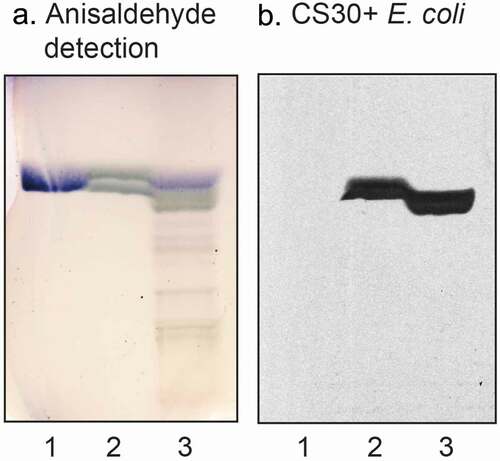 Figure 3. Binding of CS30 expressing E. coli to glycosphingolipids of human small intestine. Thin-layer chromatogram detected with anisaldehyde (a), and autoradiogram obtained by binding of the CS30 expressing E. coli strain E873 (b). The glycosphingolipids were separated on aluminum-backed silica gel plates, using chloroform/methanol/water 60:35:8 (by volume) as solvent system, and the binding assays were performed as described under “Materials and methods.” Autoradiography was for 12 h. The lanes were: Lane 1, reference cholesterol sulfate, 4 μg; Lane 2, sulfatide (SO3-Galβ1Cer), 4 μg; Lane 3, total acid glycosphingolipids of human small intestine, 40 μg