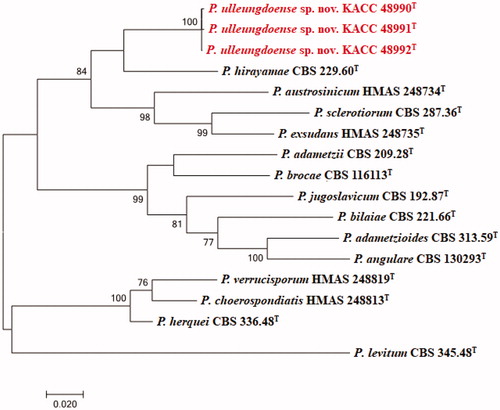 Figure 2. Phylogenetic tree based on the maximum likelihood analysis of RPB2 dataset for species classified in the Penicillium section. Penicillium levitum was included as an outgroup. Bootstrap analysis was performed with 1,000 replications. Bootstrap support values of ≥ 70% are indicated at the nodes. The bar indicates the number of substitutions per position. T indicates the type strains of the species. Bar, 0.02 substitutions per nucleotide position. The isolates KACC 48990, KACC 48991 and KACC 48992 are marked in red.