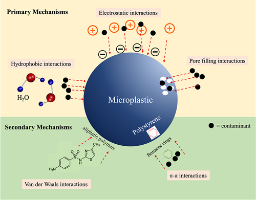 Figure 4. Primary and secondary mechanism that allow microplastics to act as vectors for contaminants.