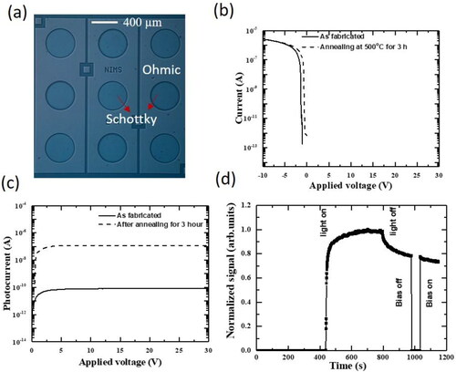 Figure 2. (a) Optical image of the diamond SPD, (b) Dark I-V characteristics of the diamond/WC photodiode before and after annealing at 500 °C for 3 h. (c) Reverse I-V characteristics under the 220 nm light illumination before and after annealing at 500 °C for 3 h. (d) Transient response of the diamond/WC photodiode to DUV after annealing for 3 h [Citation70]. © 2005The Japan Society of Applied Physics.