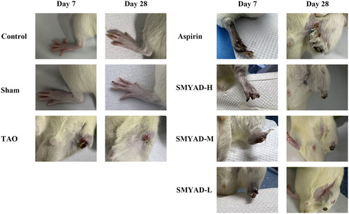 Figure 7. Appearance of the left hind limbs of rats. Control: control group, sham: sham-operated group, aspirin: positive control group, TAO: TAO model group, SMYAD-L: SMYAD low-dose group, SMYAD-M: SMYAD medium-dose group and SMYAD-H: SMYAD high-dose group.