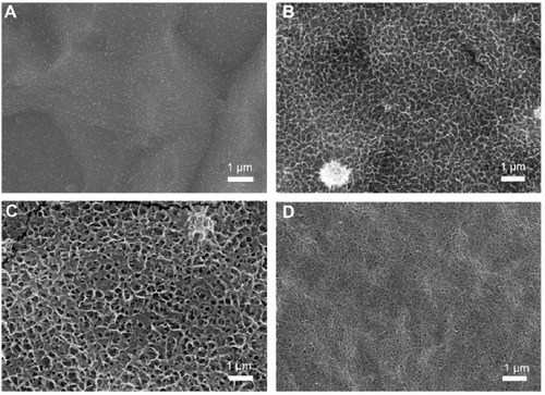 Figure 5 SEM micrographs of the various samples after soaking in SBF for 7 days.Notes: (A) Untreated Ti. (B) Ti100. (C) Ti140. (D) Ti150.Abbreviations: SEM, scanning electron microscopy; SBF, simulated body fluid.