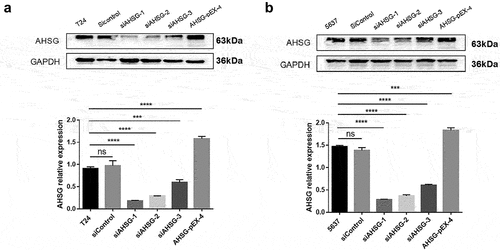 Figure 2. Transfection efficiency of overexpressed/knockdown Alpha-2 Heremans Schmid Glycoprotein (AHSG) in T24 and 5637 detected by western blotting.