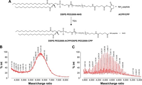 Figure 5 Synthesis route and identification of DSPE-PEG2000-ACPP/DSPE-PEG2000-CPP.Notes: (A) Synthesis route of DSPE-PEG2000-ACPP/DSPE-PEG2000-CPP. MALDI-TOF mass spectrum of (B) DSPE-PEG2000-ACPP and (C) DSPE-PEG2000-CPP.Abbreviations: ACPP, activatable cell-penetrating peptide; CPP, cell-penetrating peptide; DSPE, distearoyl phosphatidylethanolamine; MALDI-TOF, matrix-assisted laser desorption/ionization time-of-flight; NHS, N-hydroxysuccinimide; PEG, polyethylene glycol; TEA, triethylamine.