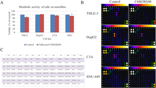 Figure 3 Influence of fullerenol nanofilm on toxicity and the levels of growth factors secreted by cells. (A) Metabolic activity of cells after 24 h incubation on fullerenol nanofilm determined with the XTT assay. There were significant differences between viability of SNU-449 control cells and cells grown on nanofilm C60(OH)40 (p = 0.011). Differences with a p-value ≤ 0.05 were defined as statistically significant compared to the control group: one asterisk (*), p-value ≤ 0.05. (B) The growth factor profile in culture media of cells growth on ordinary polystyrene plates and plates coated with C60(OH)40 nanofilm. Different colors indicate differences in protein expression with expression increasing from black to white according to scale above the photo. Negative controls and blanks are marked with blue and green circles and were used for background removal. The background was removed with Protein Array Analyzer for ImageJ software. (C) The table shows the location of individual growth factors on the protein membrane. The positive control (pos) was biotin-conjugated IgG. Cytokine expression was evaluated using densitometry software for a semi-quantitative comparison.