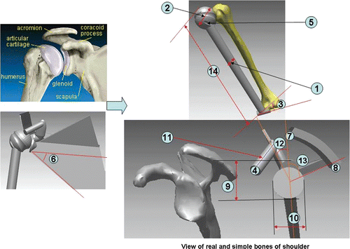 Figure 6. The shoulder joint and the developed simple-form model. [Color version available online.]