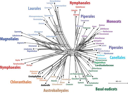 Figure 5. Neighbour-net splits graph based on mean morphological pairwise distances (MD) showing the systematic affinity of Kajanthus to the Lardizabalaceae. Pairwise distances were calculated based on characters in the matrix of Doyle and Endress (Citation2010) that could be observed in Kajanthus. The signal in these characters is strong enough to differentiate between major groups of (basal) angiosperms (annotated in the graph by corresponding colours). The graph also shows that the Lardizabalaceae are distinct from all other taxon in the matrix and highly similar to Kajanthus.