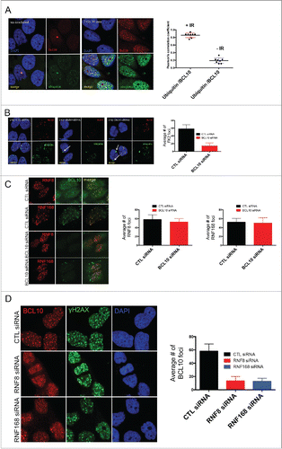 Figure 5. BCL10 regulates ubiquitylation at the sites of DNA damage. (A) Immunodetection of BCL10 and ubiquitin (FK2) in T47D cells exposed or not exposed to IR. Quantification of the average number of cryptic γ-H2AX foci per cells is shown on the right. The right panel shows Pearson's correlation coefficient values for co-localization of ubiquitin and BCL10 with and without IR. (B) Immunodetection of BCL10 and ubiquitin (FK2) in T47D cells transfected with control siRNA (CTL siRNA) or BCL10 siRNA (BCL10 siRNA) and exposed to IR (2 Gy). Arrows indicate the accumulation of ubiquitin in the cytoplasm upon BCL10 depletion. Quantification of the average number of ubiquitin (FK2) foci per cell is shown on the right. (C) Immunodetection of BCL10 and RNF8 or RNF168 in T47D cells transfected with control siRNA (CTL siRNA) or BCL10 siRNA (BCL10 siRNA). Quantification of the average number of RNF8 and RNF168 foci per cell is shown on the right. (D) Immunodetection of BCL10 foci in T47D cells transfected with control siRNA (CTL siRNA), RNF8 siRNA (RNF8 siRNA) or RNF168 siRNA (RNF168 siRNA) and exposed to IR (2 Gy). Quantification of the average number of ubiquitin BCL10 foci per cell is shown on the right.