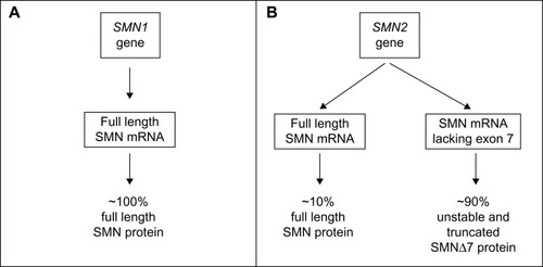 Figure 2 Schematic diagram showing SMN1 (A) and SMN2 (B) genes along with their corresponding mRNA and protein products.