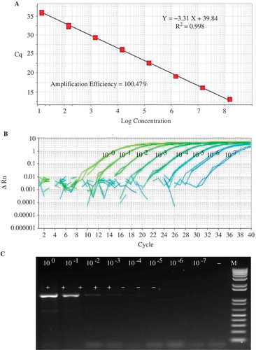 Fig. 3 (Colour online) Comparison of the sensitivity between real time PCR (qPCR) and nested PCR analysis using a 10-fold serial dilution (100 to 10–7) of a plasmid DNA template developed by cloning a portion of the 16S rRNA region of CPa. (a) a molecular standard curve of qPCR using a plasmid DNA containing target sequences in a range of 108 to 10 copies with 100.47 amplification efficiency and 0.998 correlation coefficient; (b) quantitative PCR results using primers PPTP1-AS2F and PPTP1-AS2R and the TaqMan probe PPTP1-AS2M; and (c) nested PCR results using primers R16mF2/R16mR1 and R16F2n/R16R2.