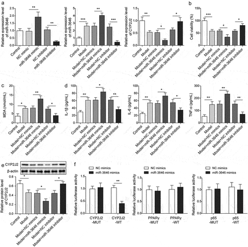 Figure 2. miR-3646 regulated inflammatory response of Ang II–induced hVSMCs via targeting CYP2J2. Ang II–induced hVSMCs were transfected with miR-3646 mimics or miR-3646 inhibitor. Untreated hVSMCs served as the negative control for Ang II–induced hVSMCs (Model group), NC mimics served as the negative control for miR-3646 mimics, NC inhibitor served as the negative control for miR-3646 inhibitor. (a) qRT-PCR detected miR-3646 and CYP2J2 levels. (b) MTS assay detected hVSMCs viability. (c) Lipid Peroxidation MDA Assay Kit assessed MDA level. (d) ELISA measured IL-1β, IL-6, and TNF-α levels in the supernatant of hVSMCs. (e) Western blot measured CYP2J2 protein level in hVSMCs. (f) The targeting relationship between miR-3646 and CYP2J2, PPAR γ and p65 was detected by dual-luciferase reporter assay. *p < .05, **p < .01, ***p < .001 (n = 3).