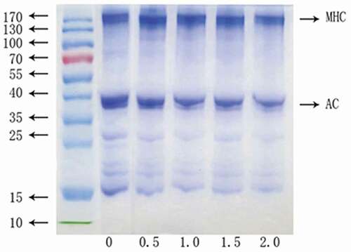 Figure 4. SDS–PAGE pattern of surimi gels with rice residue at different contents.