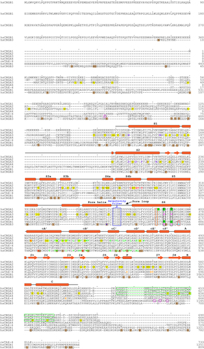 Figure 2. Amino acid sequence alignment of human CNG channel subunits and C. elegans TAX-4 subunit, annotated with secondary structures and key functional regions and amino acids. Secondary structures are indicated based on CNGA3/CNGB3 structures. The SF is boxed in blue. The cavity gate and arginine gate are boxed in black and red, respectively, with the cavity gate-forming residues in CNGA3 and CNGB3 shown in magenta, and the arginine gate-forming R442 in CNGB3 shown in cyan. The S6 hinge residue (G388 in CNGA3) is boxed in orange. SF-projecting R403 in CNGB3 is shown in blue. S1-S3 residues involved in interactions with S4 positive charges in CNGA3 are shown in purple. Residues involved in gating ring/TMD interactions in CNGA3 and CNGB3 are shown in red. Residues involved in “elbow-shoulder” interactions between helices A’B’ and C’D’ of the gating ring in CNGA3 and CNGB3 are shown in green. Residues involved in cGMP binding in TAX-4 are shown in orange. Residues involved in CaM binding in CNGB1 are boxed in magenta. Residues that are in close contact with L-cis-diltiazem in CNGA1 and CNGB1 are highlighted with a green background. Missense DAMs in CNGA3 and CNGB3 are highlighted with a yellow and brown background, respectively. The C-terminal leucine zipper (CLZ) domains of CNGA1 and CNGA3 are boxed in green. hs: Homo sapiens; ce: C. elegans.