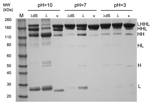 Figure 4. Stability under different pHs. Lambda antibodies λ, λdS and a human IgG1 kappa antibody were incubated in three different buffers at pH 10, 7 or 3. The association between Lc and Hc relative to pH was analyzed by non-reducing SDS-PAGE.