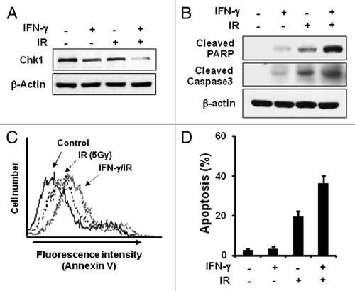 Figure 3. IFNγ treatment increases radiosensitivity. (A) HeLa cells were treated with 200 U/ml IFNγ for 12 h before irradiation (5Gy), and the levels of indicated proteins were determined by western blotting. (B) Cleavage of PARP and Caspase3 was measured after treatment with IFNγ and IR by western blotting. (C) Cells were treated with 200 U/ml IFNγ and IR for 2 d and stained with Annexin V-FITC and propidium iodide (PI). The fluorescence intensity of Annexin V-FITC was quantified by flow cytometry. (D) The percentage of the population undergoing apoptosis was calculated by flow cytometry with Annexin V-FITC and PI. Values are means ± SD of three independent experiments.