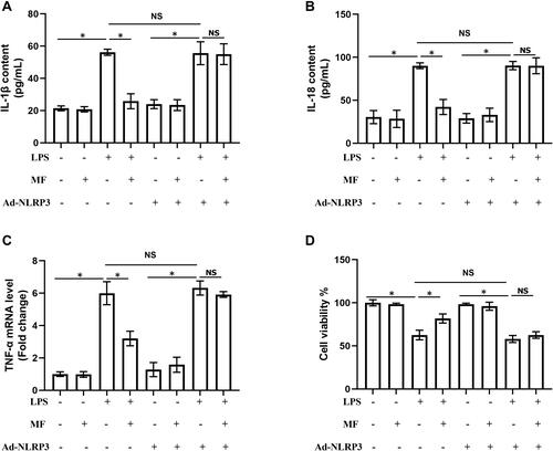 Figure 5 NLRP3 overexpression offset the protective effects of MF in J774A.1 cells. (A and B) The levels of IL-1β and IL-18 in cell supernatant. (C) The mRNA level of TNF-α in the indicated groups. (D) Cell viability was measured by CCK8 assay in the indicated group. (n = 5, *P<0.05 vs indicated group).