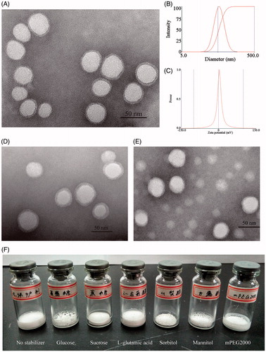 Figure 1. Transmission scanning electron micrographs of CsA loaded mPEG-PLA micelles before lyophilization (A), after reconstitution (D) and after 3 months storage at 4 °C (E); (B) size distribution of CsA-loaded mPEG-PLA micelles; (C) zeta potential of CsA-loaded mPEG-PLA micelles; (F) lyophilized product appearance of six excipients.