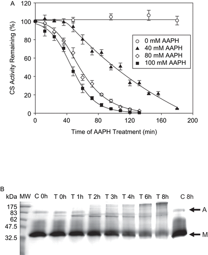 Figure 2.  (A) CS inactivation by AAPH. CS (6 μM) was incubated with various concentrations of AAPH. Sample aliquots were taken at the time intervals indicated, the reaction was stopped by excessive dilution in 0.1 M Tris-HCl, pH 7.0, and the remaining enzymatic activity was measured immediately, as described in “Materials and methods.” Means of at least three independent experiments ± SEM are shown. (B) CS aggregates as a result of AAPH treatment. CS (12 μM) was incubated with 40 mM AAPH, and aliquots were removed at various time intervals as shown, frozen immediately and stored at −80°C until use. For sodium dodecyl sulfate-polyacrylamide gel electrophoresis (SDS-PAGE), 14 μg of total protein was loaded per lane and the electrophoresis was run followed by Coomassie staining, as described in “Materials and methods.” Representative gel of three independent experiments is shown. C is control and T is AAPH-treated sample. M and A denote the CS monomer and aggregates, respectively.