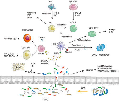 Figure 3 The role of intestinal microbiota dysbiosis and inflammatory response in hepatocarcinogenesis. Lines with arrows or bars are used to indicate facilitation or inhibition.