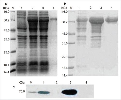 Figure 1. Expression, purification and analysis of fusion protein LT70. (a) Expression of LT70 in E. coli. Coomassie Blue-stained 12% SDS-PAGE: E. coli BL21 lysate (lane 1), total E. coli BL21 expressing LT70 lysate (lane 2), supernatant of E. coli BL21 expressing LT70 lysate (lane 3) and sediment of E. coli lysate (lane 4). M, molecular weight. (b) Purification of LT70. The BL21 lysate containing LT70 (lane 1) was purified by 2 steps. First purification of LT70 by salting (lane 2), and followed with hydrophobic chromatography (lane 3). M, molecular weight. (c) Purified LT70 was verified by immunoblot: Mouse monoclonal anti-Rv2626c (lane 1), Negative control (lane 2), Mouse monoclonal anti-Ag85B (lane 3), Negative control (lane 4). M, molecular weight.