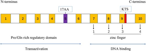 Figure 1. Schematic of the WT1 structure.