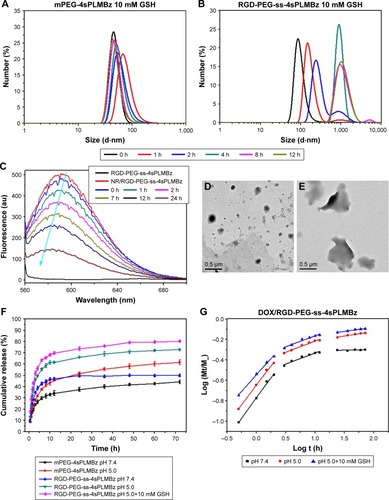 Figure 4 The size changes of (A) mPEG-4sPLMBz and (B) RGD-PEG-ss-4sPLMBz micelles in different concentrations of GSH solutions. Fluorescence spectra (C) of the NR/RGD-PEG-ss-4sPLMBz micelles in 10 mM GSH solution. The TEM (D and E) of RGD-PEG-ss-4sPLMBz micelles in 10 mM GSH solution after 0 and 24 hours. (F) The release profiles of DOX from DOX-loaded micelles in different conditions at 37°C in vitro. The results are expressed as mean±SD (n=3) (G) plots of log (Mt/M∞) against log t for DOX release from RGD-PEG-ss-4sPLMBz polymeric micelles.Abbreviations: DOX, doxorubicin; GSH, glutathione; h, hours; mPEG, methoxy poly(ethylene glycol); PEG, poly(ethylene glycol); NR, Nile red; TEM, transmission electron microscopy.