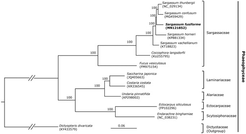 Figure 1. Phylogenomic tree reconstruction of 13 taxa of Phaeophyceae using ML method. Relative branch lengths are indicated. Numbers near the nodes represent ML bootstrap value.