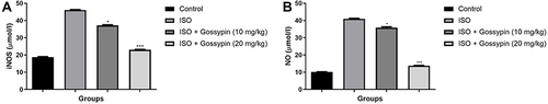 Figure 8 Effect of Gossypin on the iNOS and NO level of ISO induced MI rats. (A) iNOS and (B) NO. Values are presented as mean± standard error mean (SEM). Where *P<0.05 and ***P<0.001 were consider as significant, more significant and extreme significant. All group contains 6 rats.