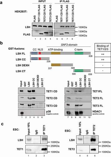 Figure 1. LSH is a TET interacting partner.