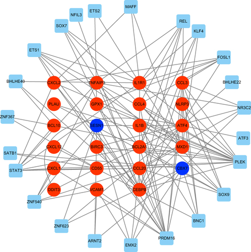 Figure 7 The TF-mRNA regulatory network. Red nodes represent up-regulated genes. Blue nodes represent down-regulated genes. TF, transcription factors.